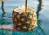 Hawai-04 freepik